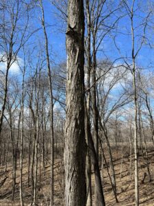 Classic Hard Maple Tree Bark