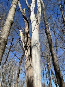 Large Dead Elm Tree