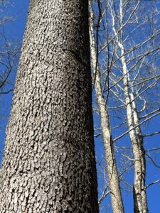 Sycamore Tree Base Up Close