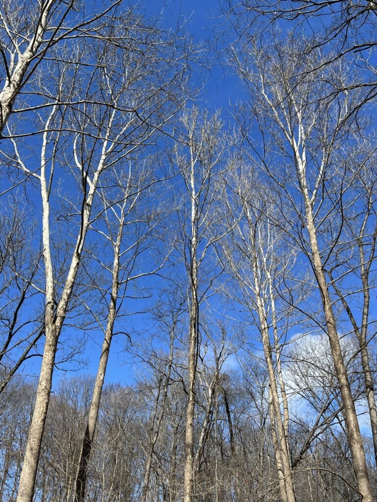 Sycamore Tree Cluster Highlighting White Tops