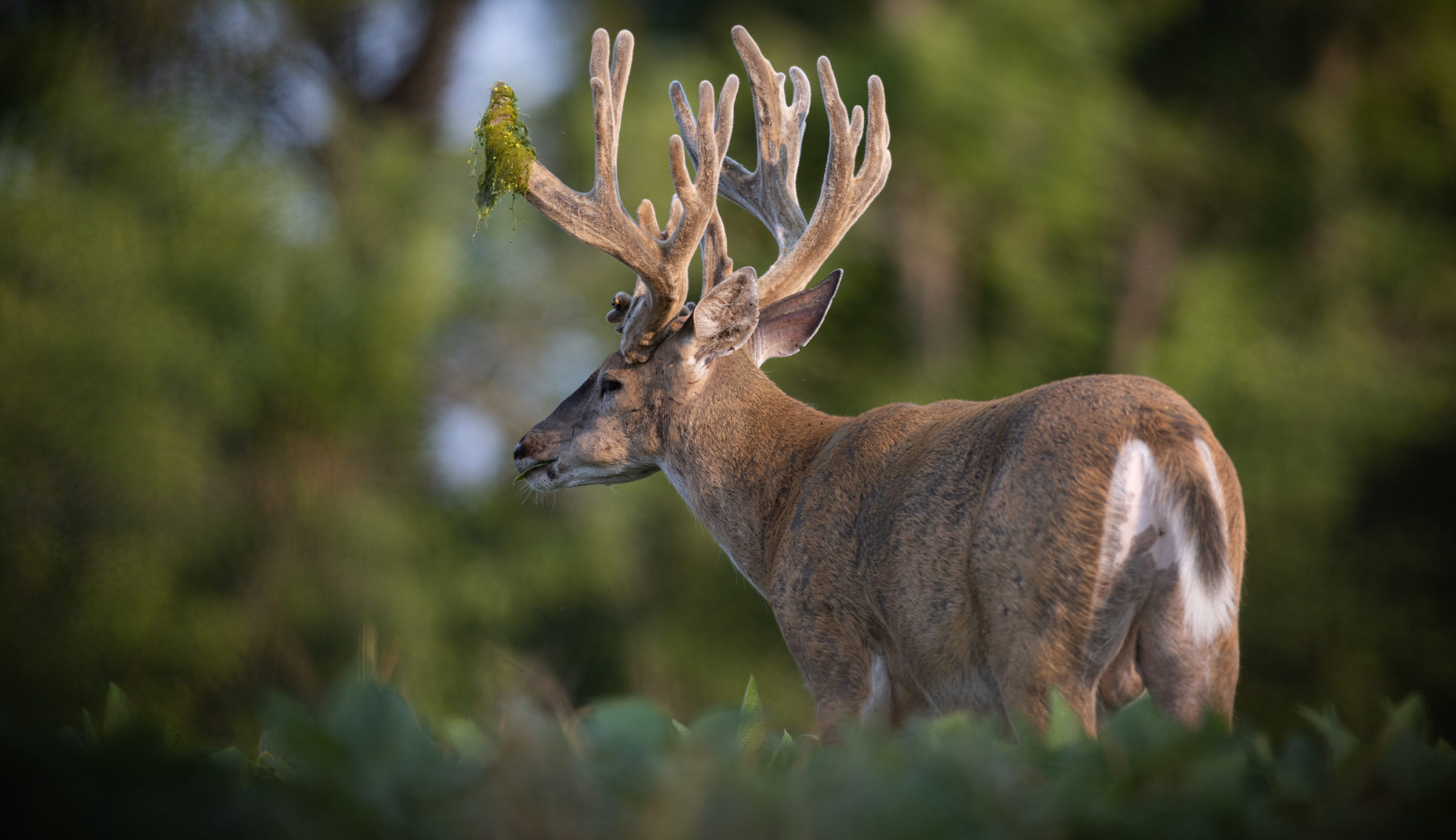 Iowa land laws 2025 deer image